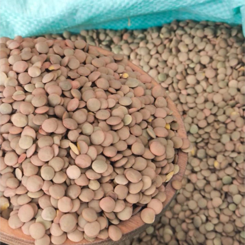 عدس پلوی روس (بوجاری شده تمیز)فی :150