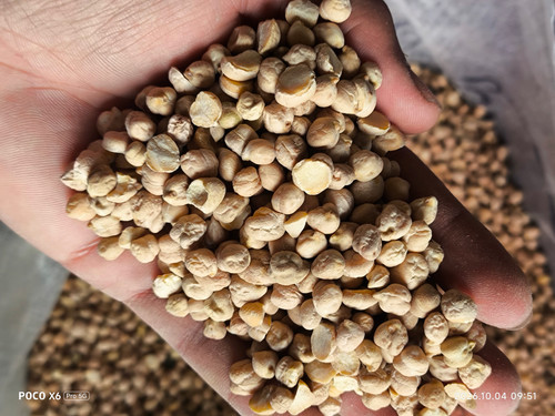 نخود شکسته (30kg-فلافل سایز 5)فی:150