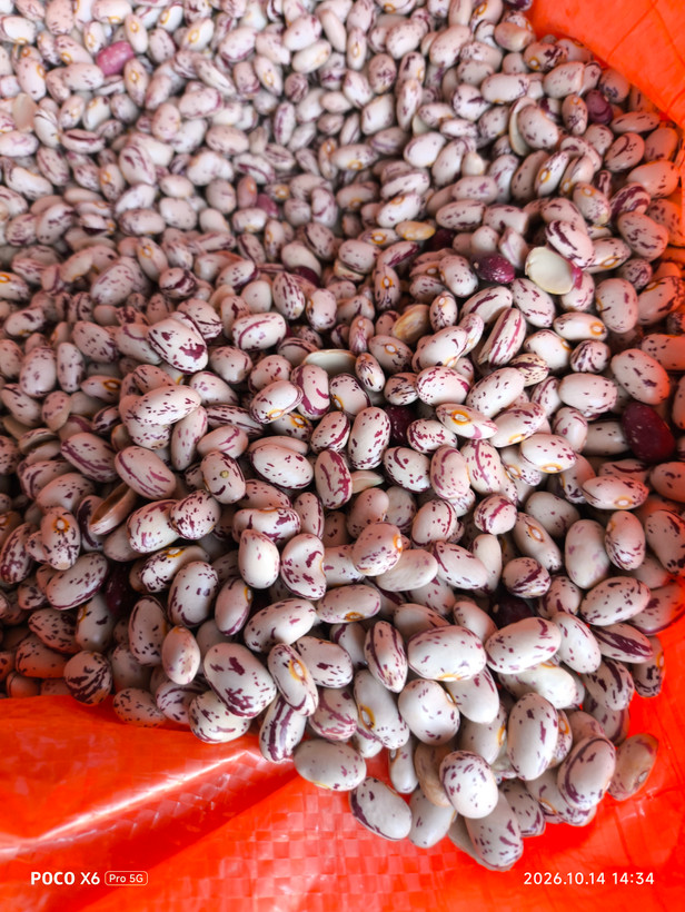 لوبیا چیتی فی :320