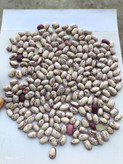 لوبیا چیتی فی :320