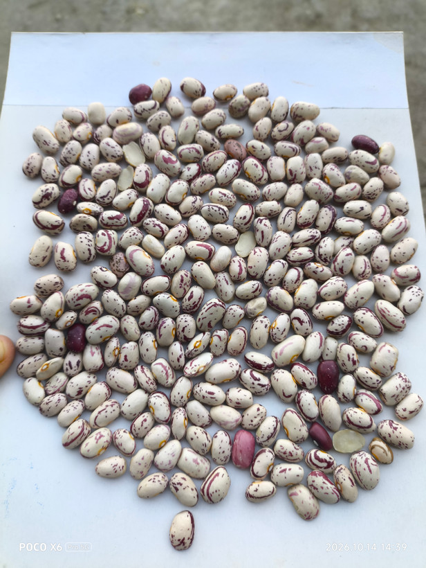 لوبیا چیتی فی :320