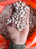 لوبیا چیتی فی :320